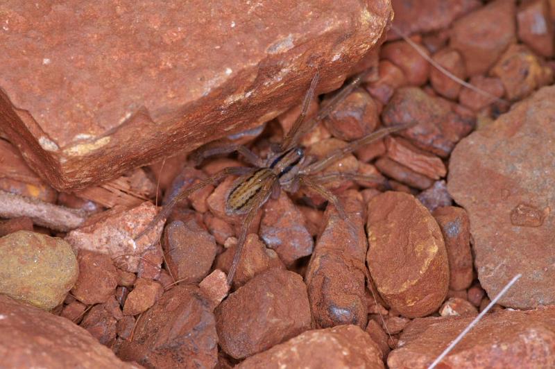 Miturga_lineata_D3478_Z_75_Karinji NP_Australie.jpg